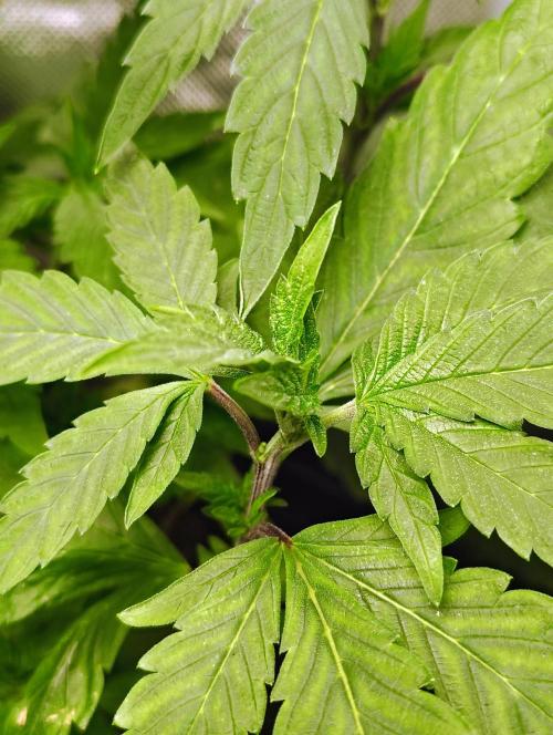 APPLENAUT (Dirty Sanchez X Wedding Cake). Week 12