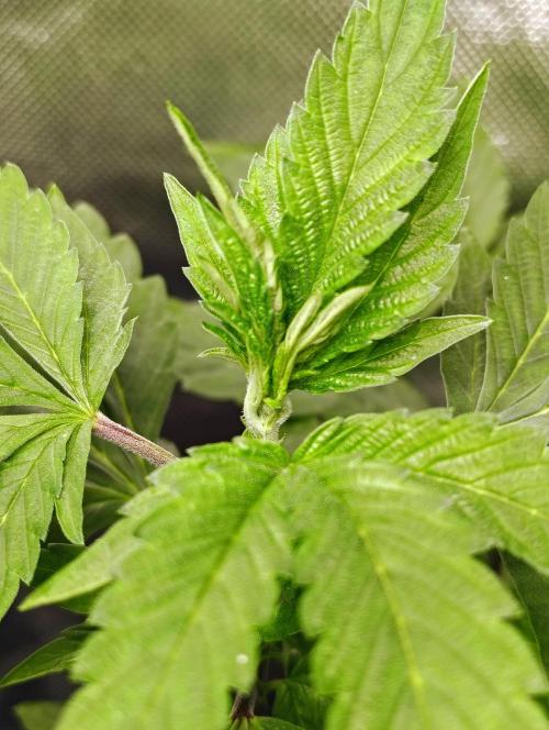 APPLENAUT (Dirty Sanchez X Wedding Cake). Week 12