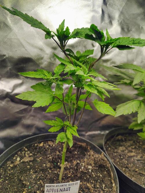 APPLENAUT (Dirty Sanchez X Wedding Cake). Week 12