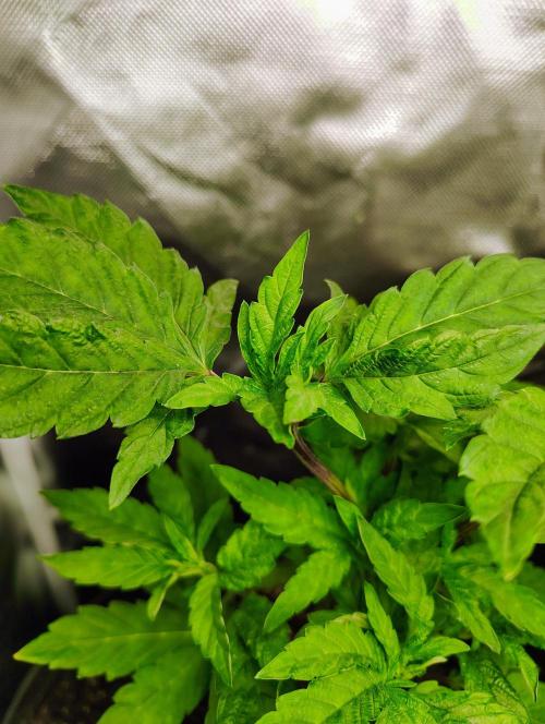 APPLENAUT (Dirty Sanchez X Wedding Cake). Week 12