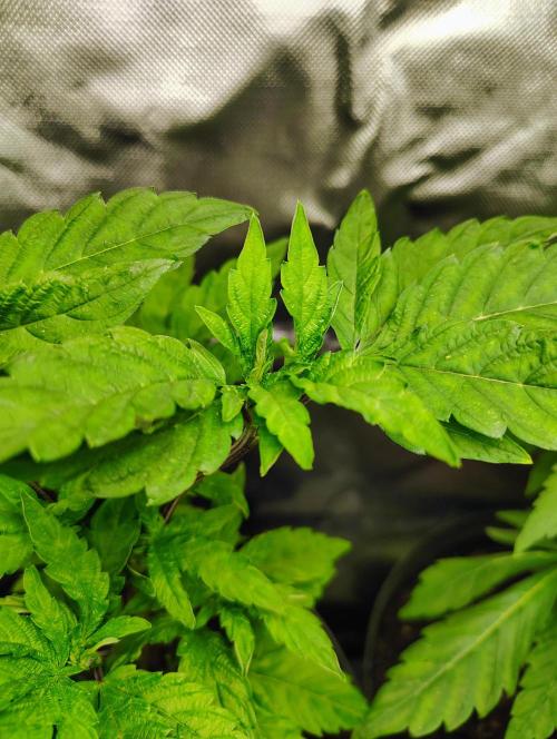 APPLENAUT (Dirty Sanchez X Wedding Cake). Week 12