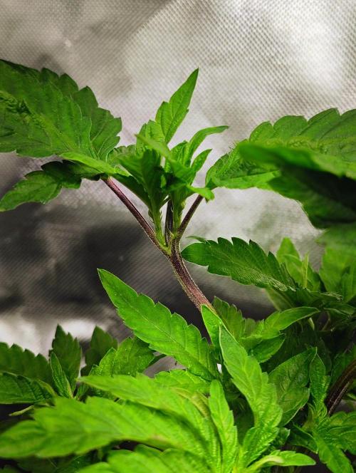 APPLENAUT (Dirty Sanchez X Wedding Cake). Week 12