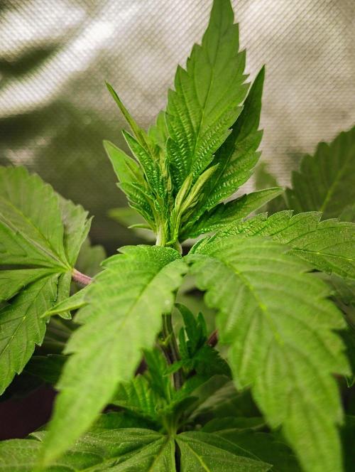 APPLENAUT (Dirty Sanchez X Wedding Cake). Week 12