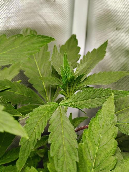 APPLENAUT (Dirty Sanchez X Wedding Cake). Week 12