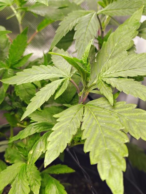 APPLENAUT (Dirty Sanchez X Wedding Cake). Week 12