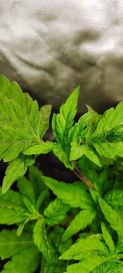 APPLENAUT (Dirty Sanchez X Wedding Cake). Week 12