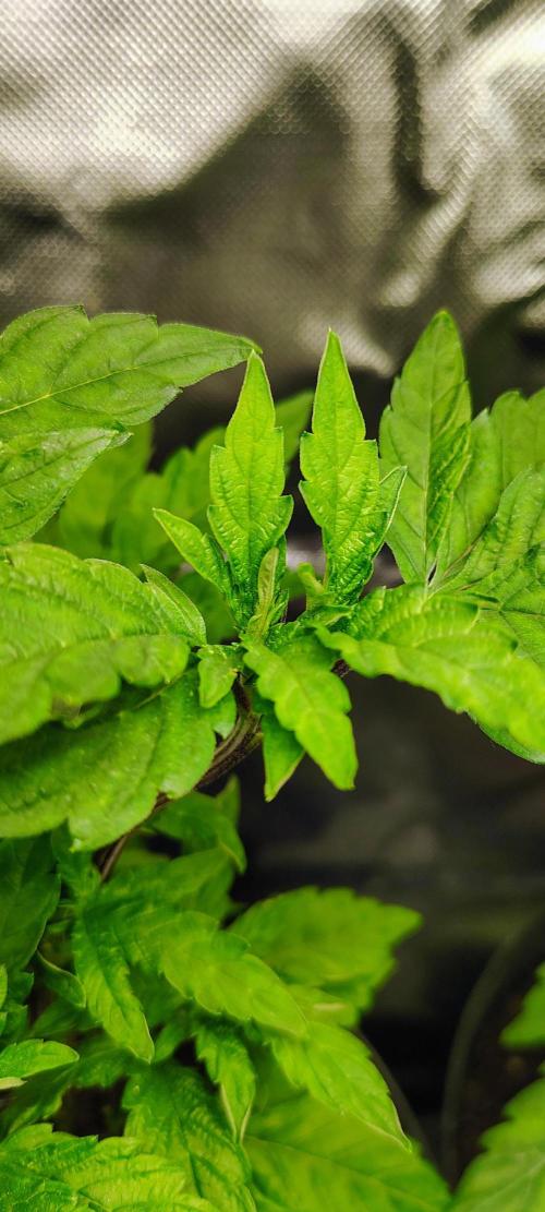 APPLENAUT (Dirty Sanchez X Wedding Cake). Week 12