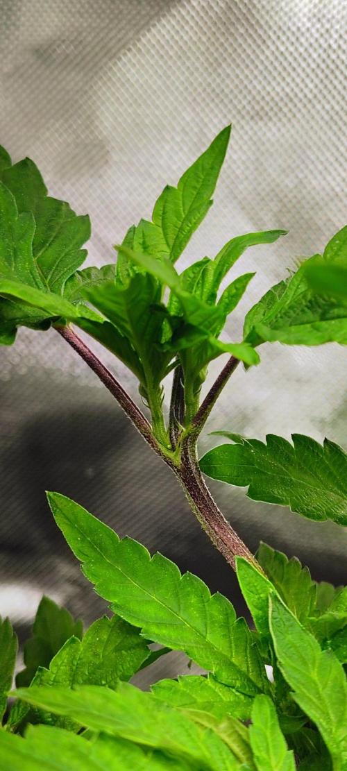 APPLENAUT (Dirty Sanchez X Wedding Cake). Week 12