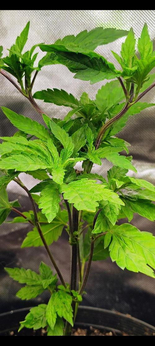 APPLENAUT (Dirty Sanchez X Wedding Cake). Week 12