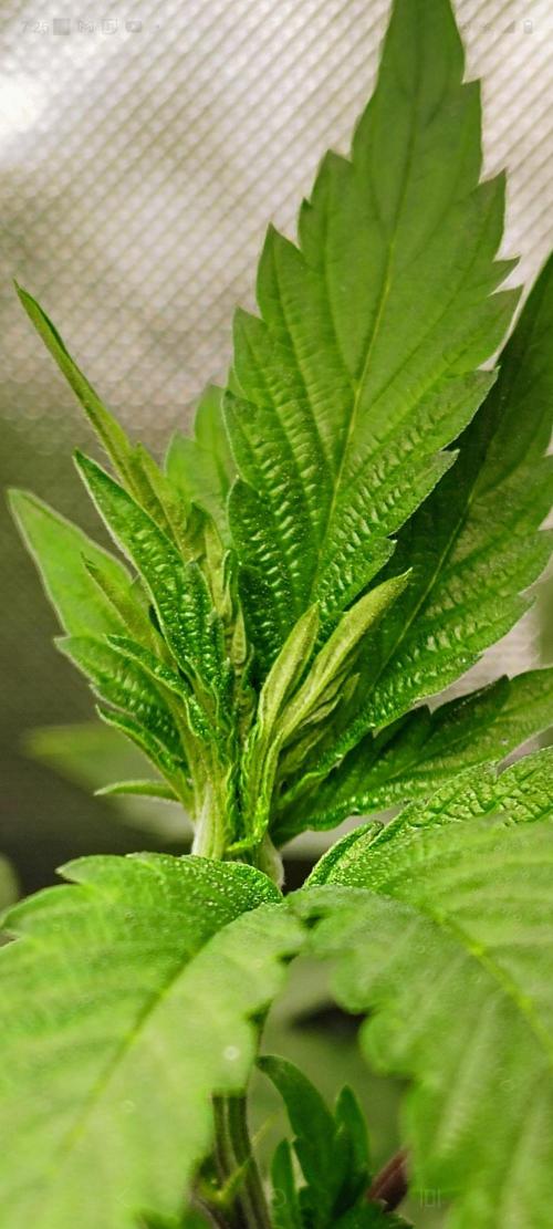 APPLENAUT (Dirty Sanchez X Wedding Cake). Week 12