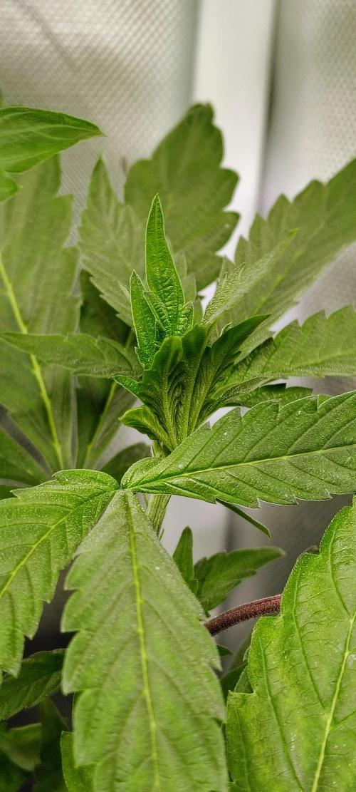 APPLENAUT (Dirty Sanchez X Wedding Cake). Week 12