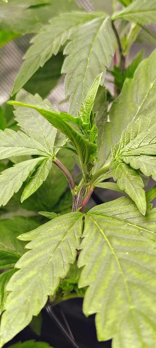 APPLENAUT (Dirty Sanchez X Wedding Cake). Week 12