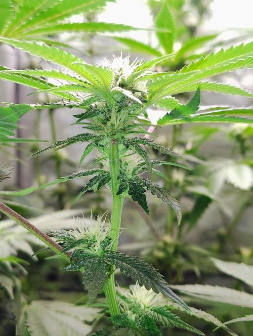 No Training Wheels by TerpFi3nd. Week 12