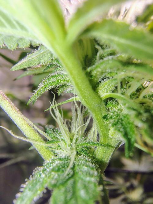 No Training Wheels by TerpFi3nd. Week 12