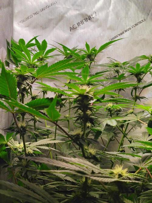 No Training Wheels by TerpFi3nd. Week 12