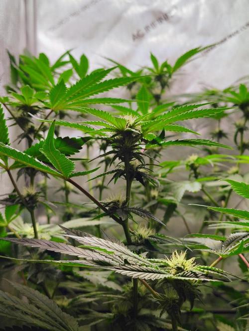 No Training Wheels by TerpFi3nd. Week 12