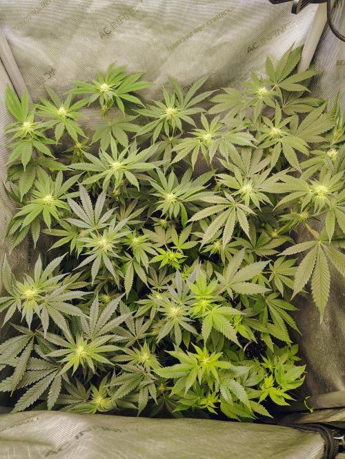 No Training Wheels by TerpFi3nd. Week 12