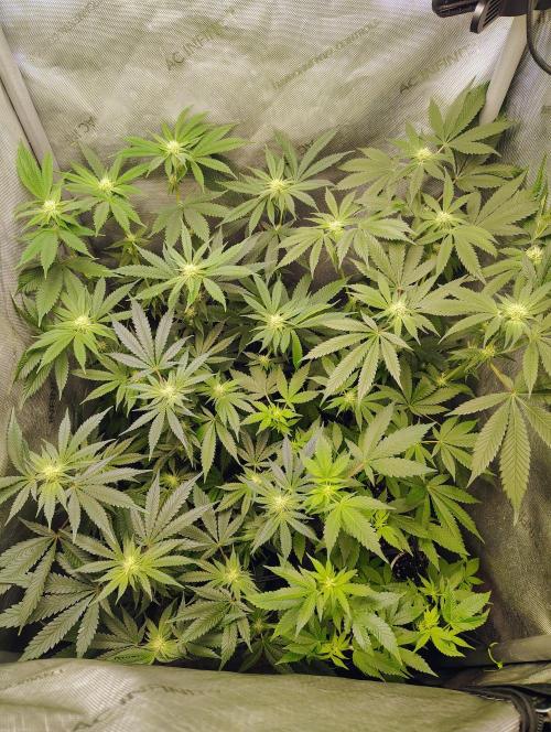 No Training Wheels by TerpFi3nd. Week 12