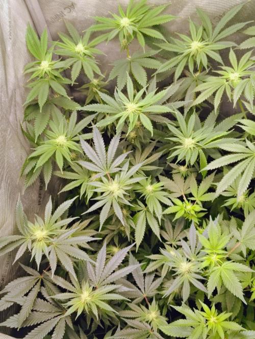 No Training Wheels by TerpFi3nd. Week 12