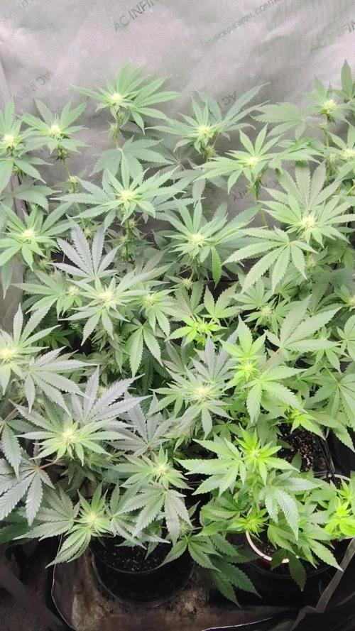 No Training Wheels by TerpFi3nd