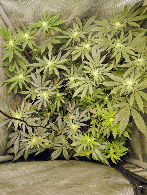 No Training Wheels by TerpFi3nd. Week 12