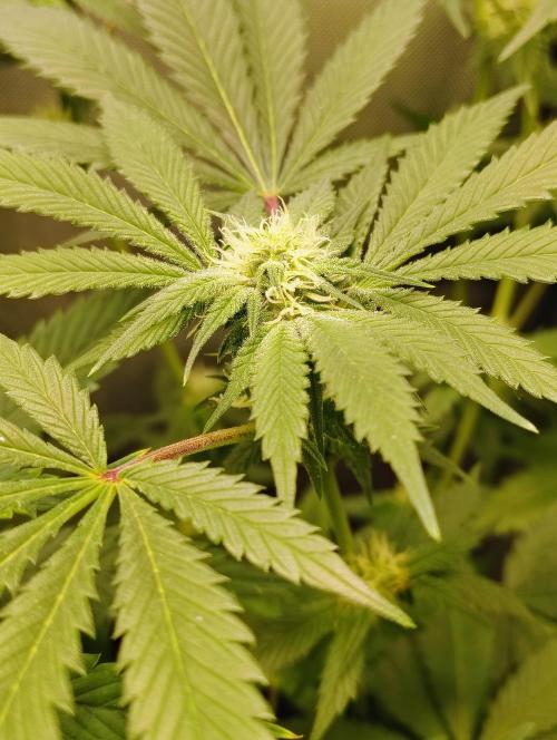 No Training Wheels by TerpFi3nd. Week 12