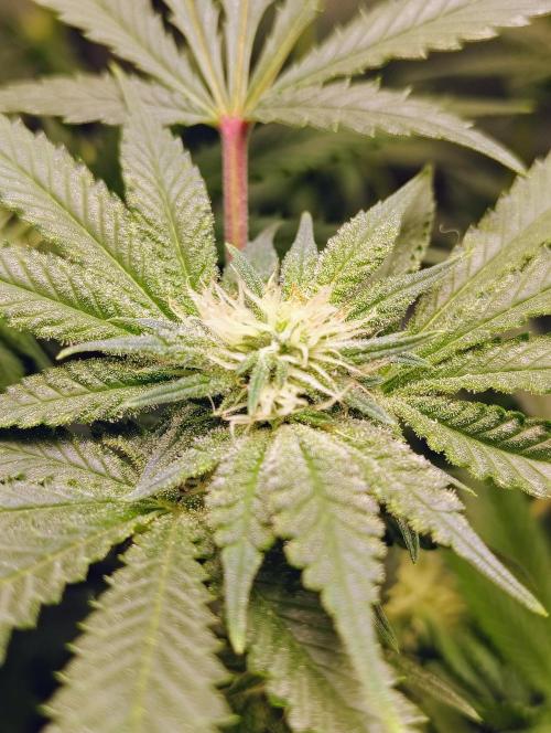 No Training Wheels by TerpFi3nd. Week 12