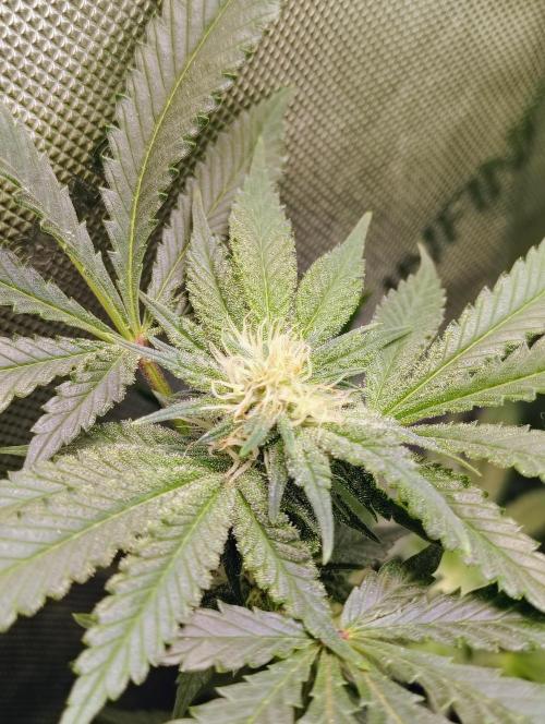 No Training Wheels by TerpFi3nd. Week 12