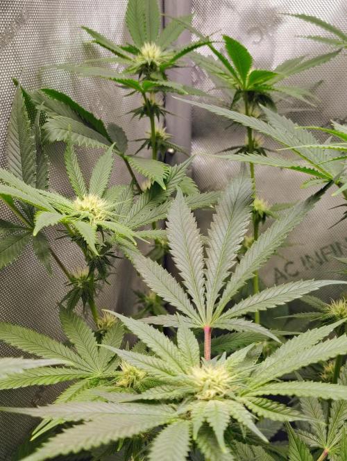 No Training Wheels by TerpFi3nd. Week 12