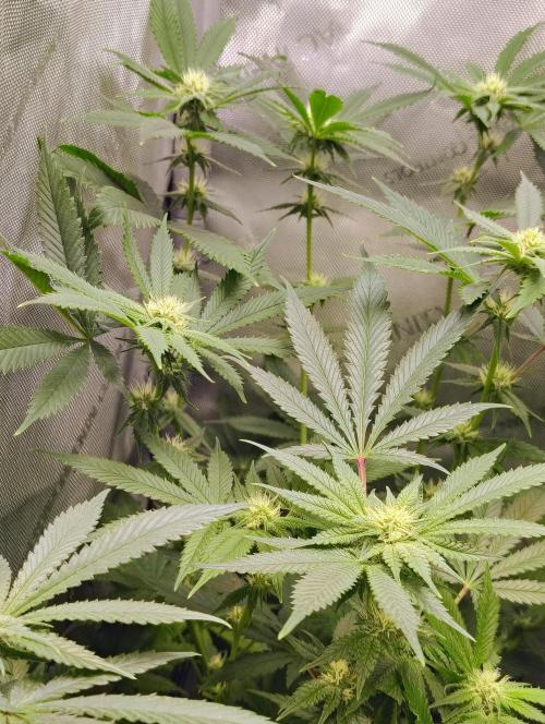 No Training Wheels by TerpFi3nd. Week 12