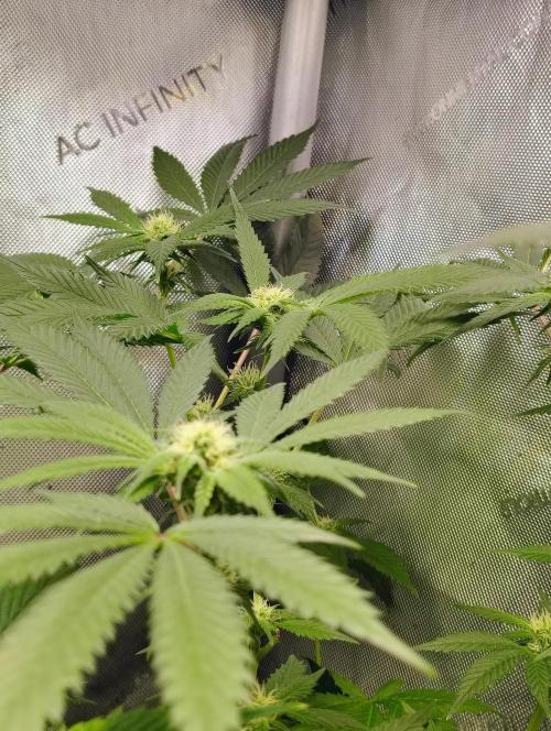 No Training Wheels by TerpFi3nd. Week 12