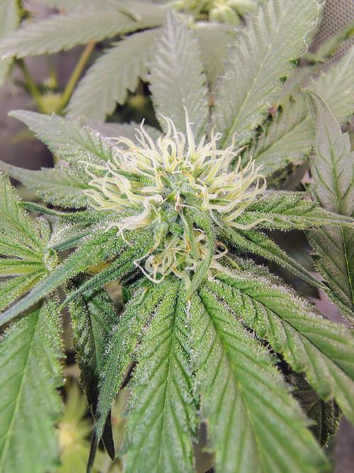 No Training Wheels by TerpFi3nd. Week 12