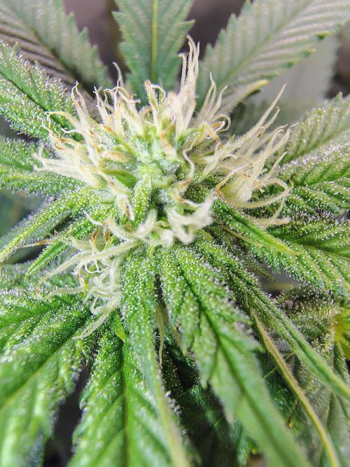 No Training Wheels by TerpFi3nd. Week 12