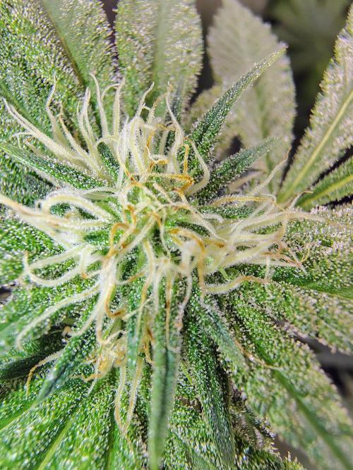 No Training Wheels by TerpFi3nd. Week 12