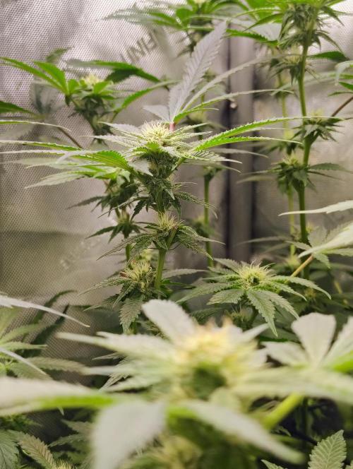 No Training Wheels by TerpFi3nd. Week 12