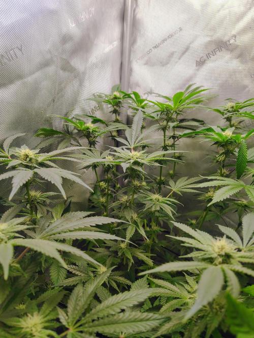 No Training Wheels by TerpFi3nd. Week 12