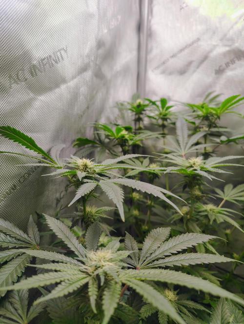 No Training Wheels by TerpFi3nd. Week 12