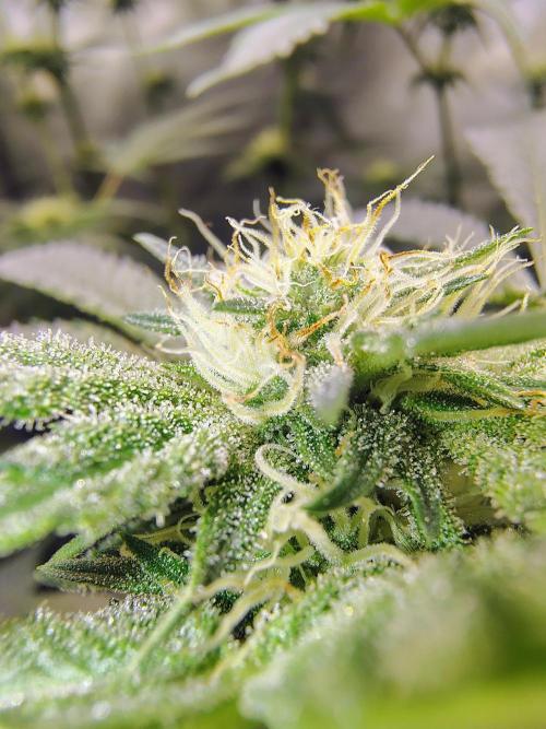 No Training Wheels by TerpFi3nd. Week 12