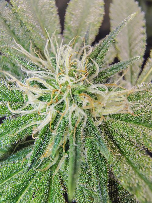 No Training Wheels by TerpFi3nd. Week 12