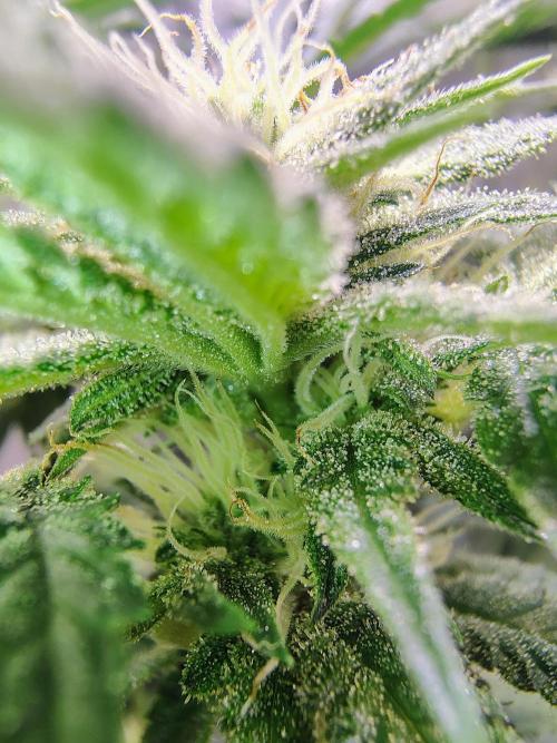 No Training Wheels by TerpFi3nd. Week 12