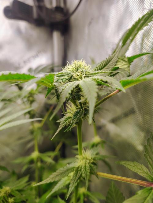 No Training Wheels by TerpFi3nd. Week 12