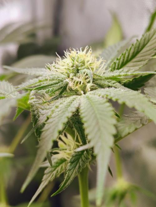 No Training Wheels by TerpFi3nd. Week 12