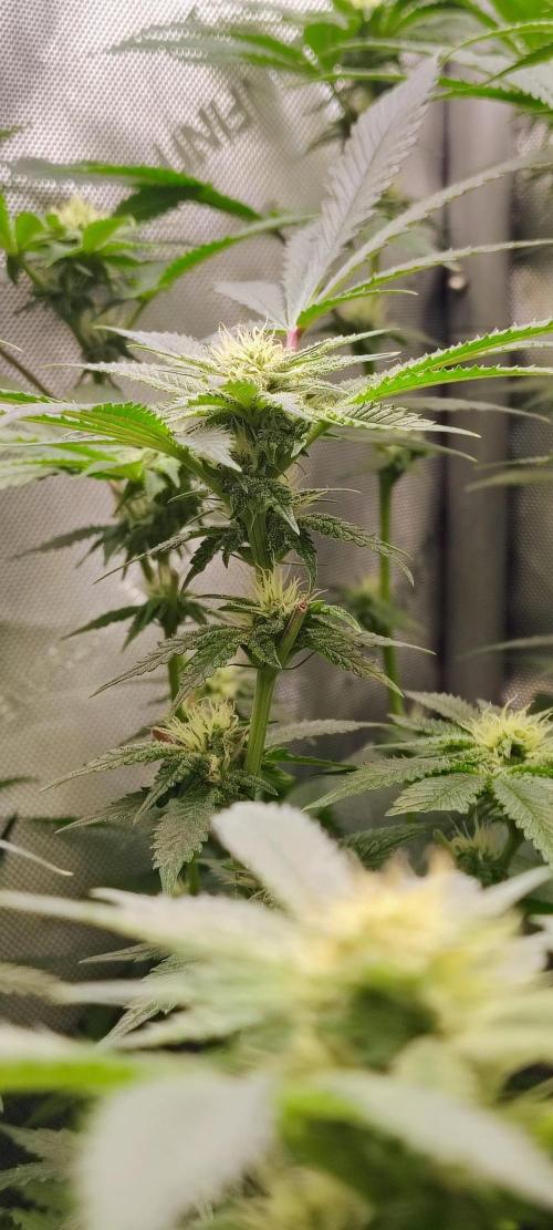 No Training Wheels by TerpFi3nd. Week 12