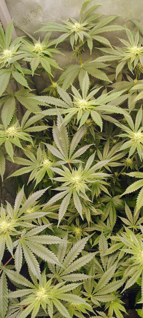 No Training Wheels by TerpFi3nd. Week 12