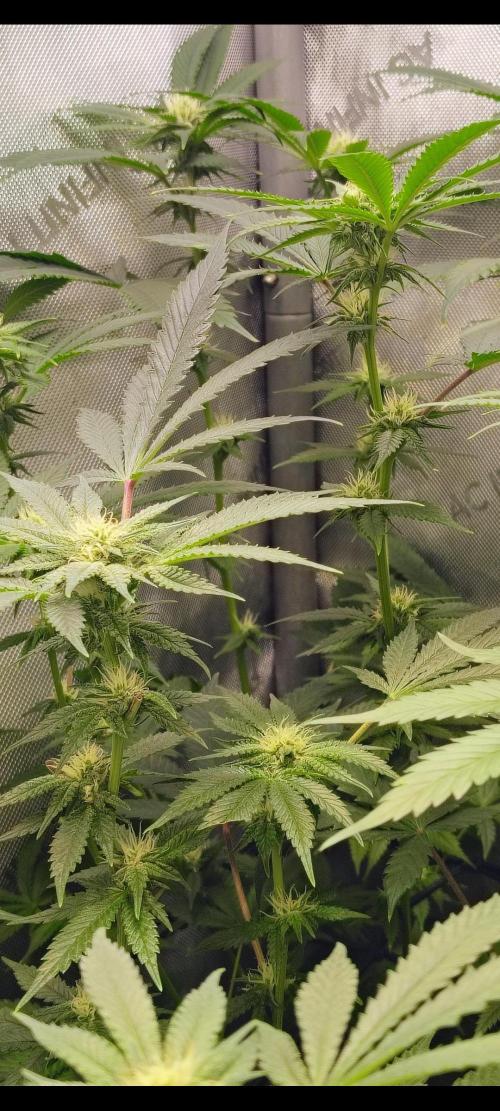 No Training Wheels by TerpFi3nd. Week 12