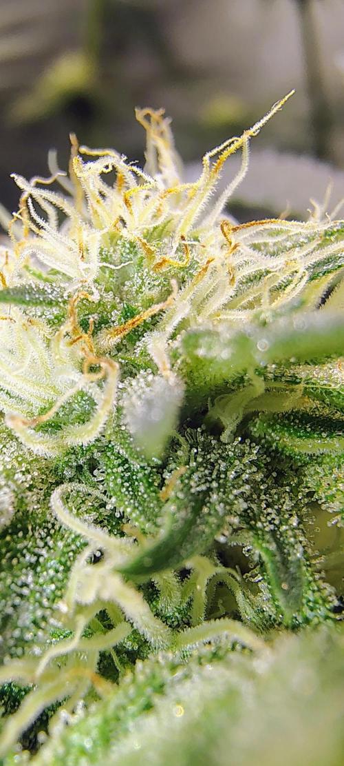 No Training Wheels by TerpFi3nd. Week 12