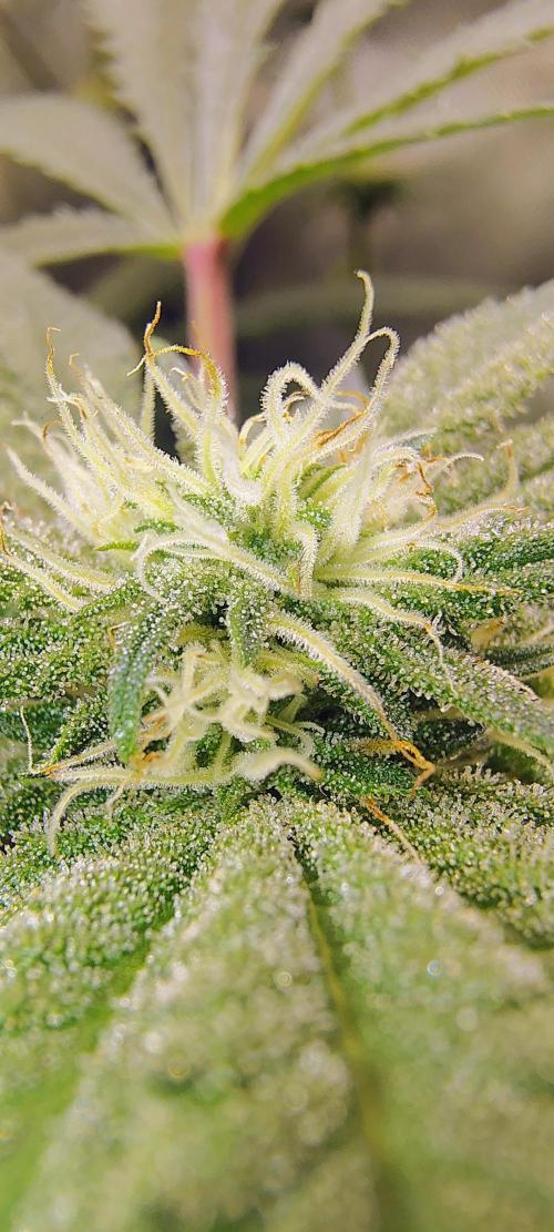 No Training Wheels by TerpFi3nd. Week 12