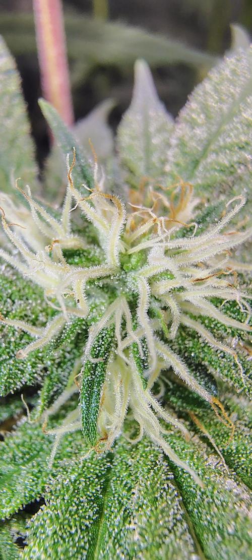 No Training Wheels by TerpFi3nd. Week 12