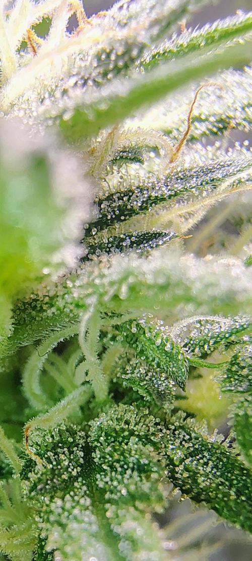 No Training Wheels by TerpFi3nd. Week 12