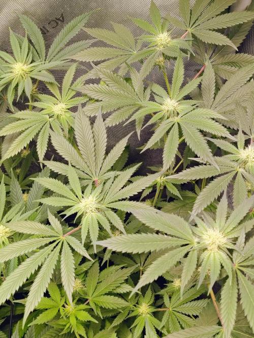 No Training Wheels by TerpFi3nd. Week 12